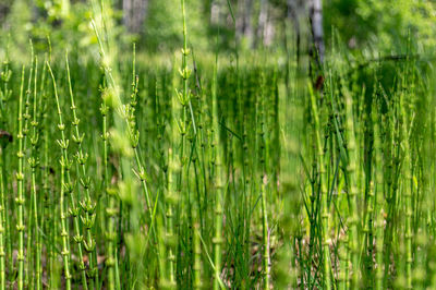 Full frame shot of fresh green plants on field