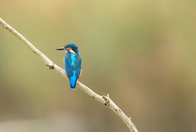 Close-up of bird perching on branch