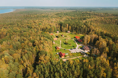 High angle view of flowering plants on field