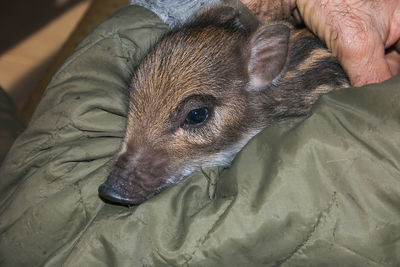 Portrait of adorable baby boar in the hand of man