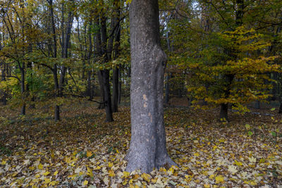 Trees in forest during autumn