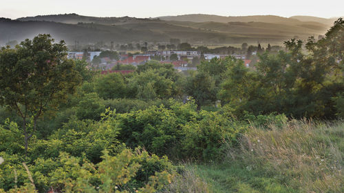Trees and plants growing on mountain