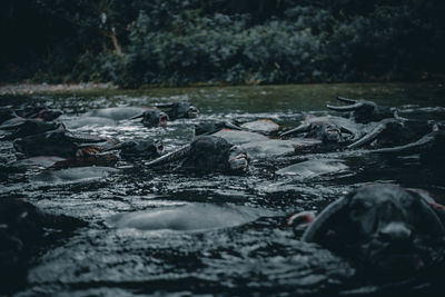 Close-up of fish swimming in river