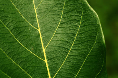 Full frame shot of leaf