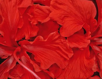 Full frame shot of red flower