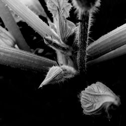 Close-up of plant against blurred background