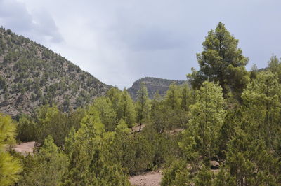 Panoramic view of trees and plants against sky