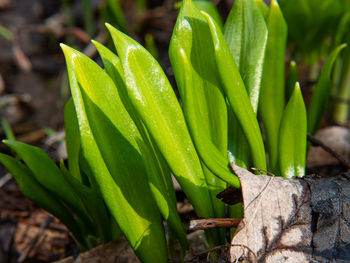 High angle view of fresh green leaf on field