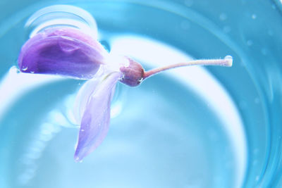 Close-up of water drop on purple flower