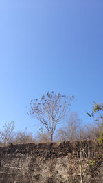 Trees on field against blue sky