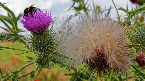 Close-up of thistle against purple flowers