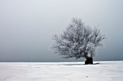 Bare tree on snow covered landscape against clear sky