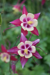 Close-up of pink flowers