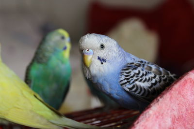 Close-up of parrot