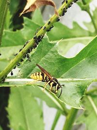 Close-up of insect on plant