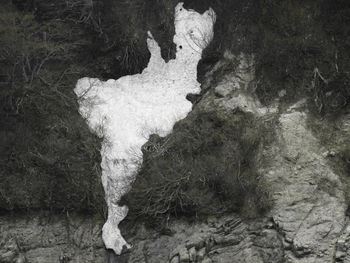 High angle view of lizard on rock