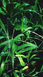 Close-up of fresh green plant