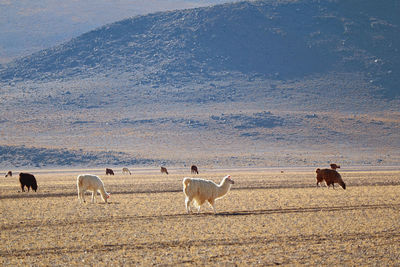 Horses in a field