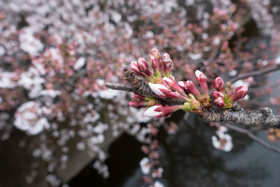 Close-up of pink cherry blossoms