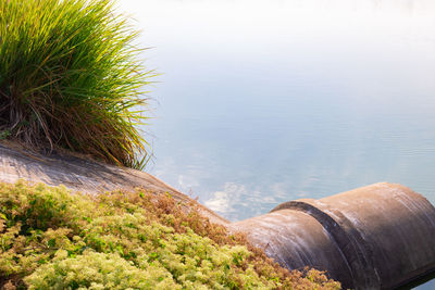 High angle view of  grass and reed by sea