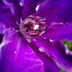 Close-up of pink flower