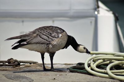 Close-up of canada goose drinking water from pipe outdoors