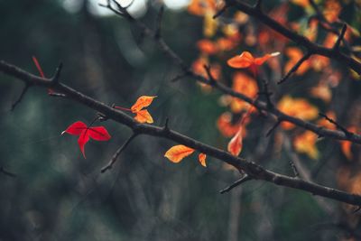 Close-up of orange flowers on tree