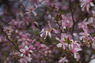 Close-up of pink flowers