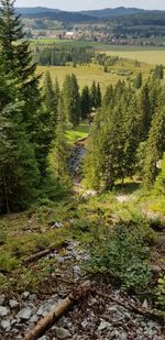 Scenic view of trees growing on field