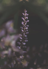 Close-up of purple flowering plant