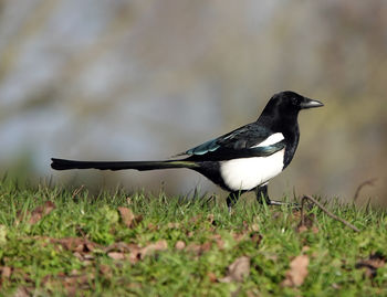 Side view of a bird on field