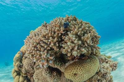 Coral reef and water plants in the red sea, eilat israel