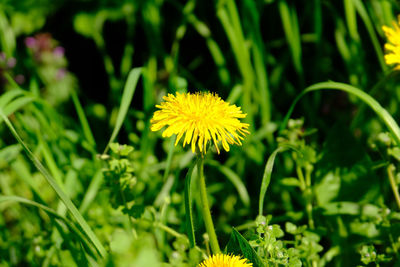 Close-up of yellow flowering plant on field