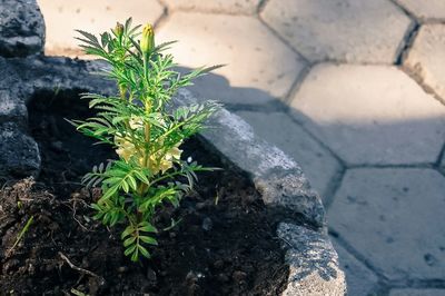 Close-up of plants