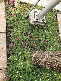 High angle view of plants