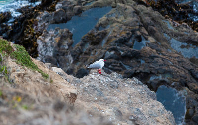 Seagull perching on rock