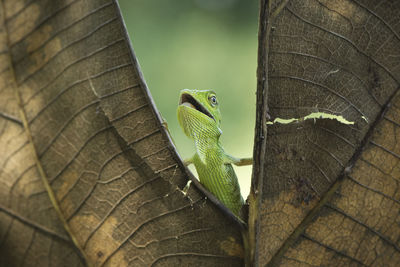 Close-up of lizard on leaf