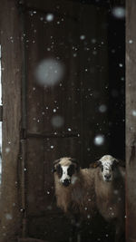 View of sheep in snow