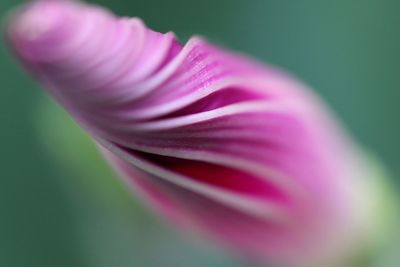 Close-up of pink rose flower