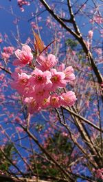 Close-up of pink cherry blossoms in spring