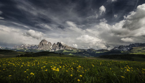 Plants growing on field against cloudy sky