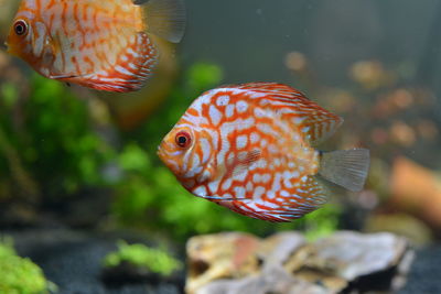 Close-up of fish swimming in sea