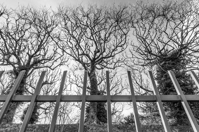 Low angle view of trees