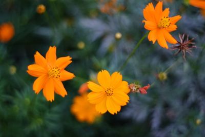 Close-up of orange cosmos flowers blooming outdoors