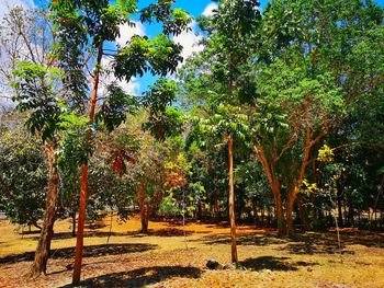 Trees on field against sky