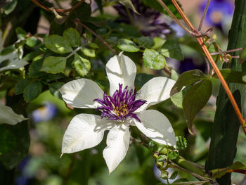 Close-up of purple flowering plant