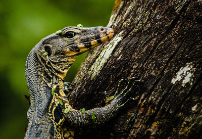 Close-up of lizard on tree trunk