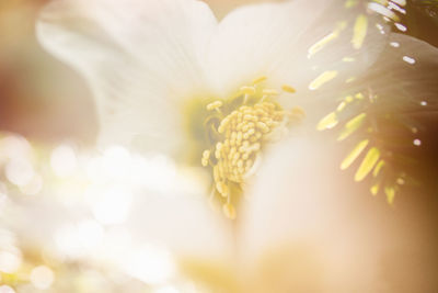 Close-up of flower against blurred background