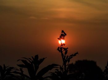 Low angle view of silhouette plants against sky during sunset