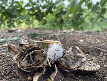 Close-up of dead plant on land